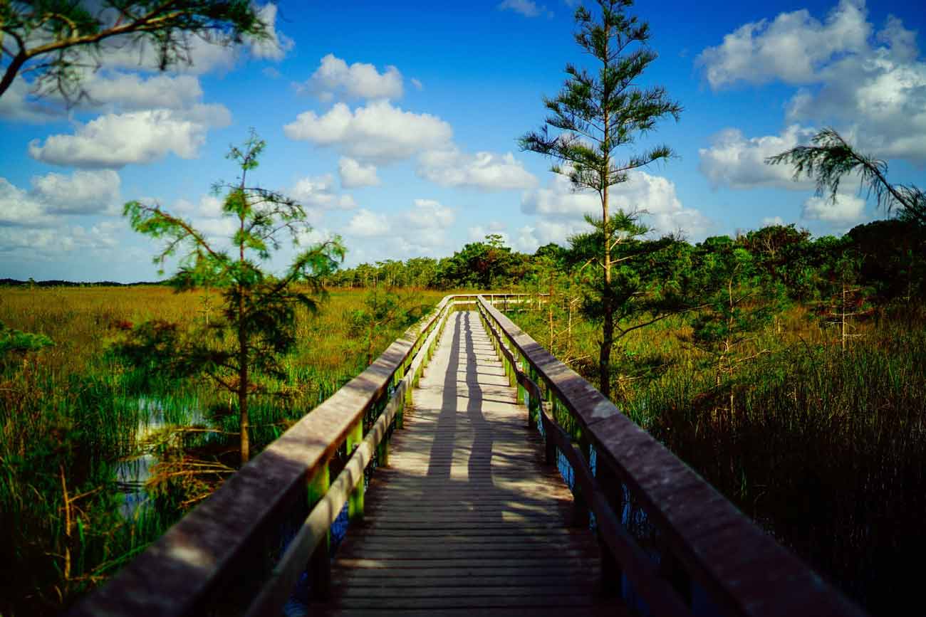 Everglades National Park Adventure (Best Time to Visit).jpg