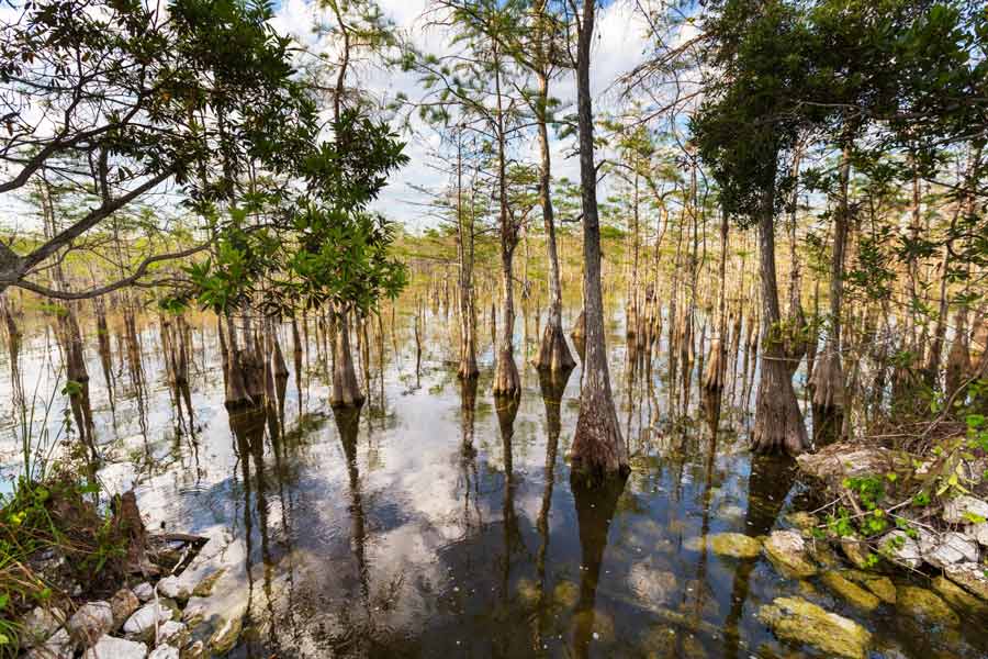 Everglades National Park Adventure (Conclusion)