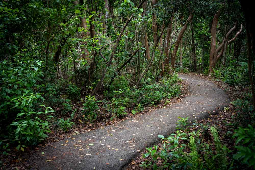 Everglades National Park Adventure (Gumbo Limbo Trail-2)