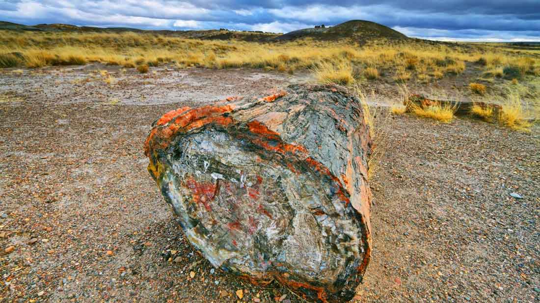 Conclusion - Blue Forest Petrified Wood