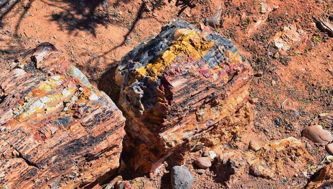 Formation - Blue Forest Petrified Wood