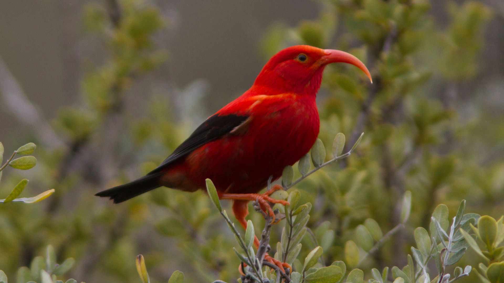 Hawaiian Honeycreeper - Hanauma Bay Ridge Hike