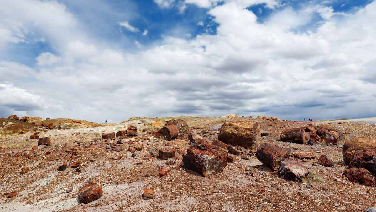 Preserving - Blue Forest Petrified Wood