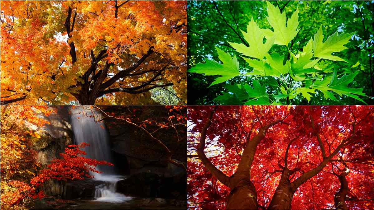 Sugar Maple, Silver Maple, Red Maple - Sun Valley Maple