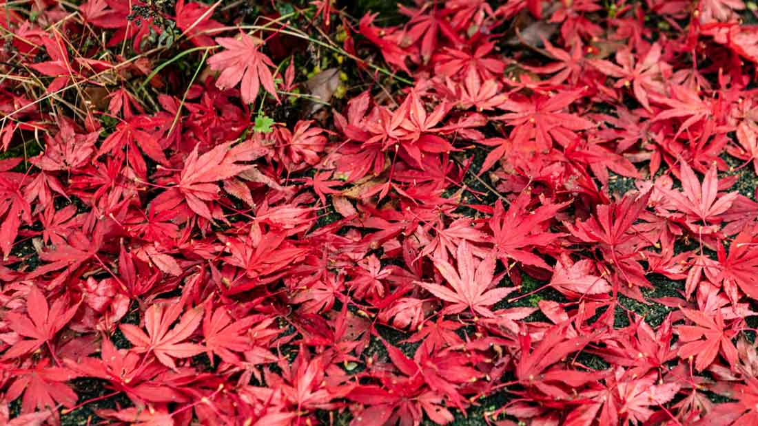 Red Foliage - Sun Valley Maple