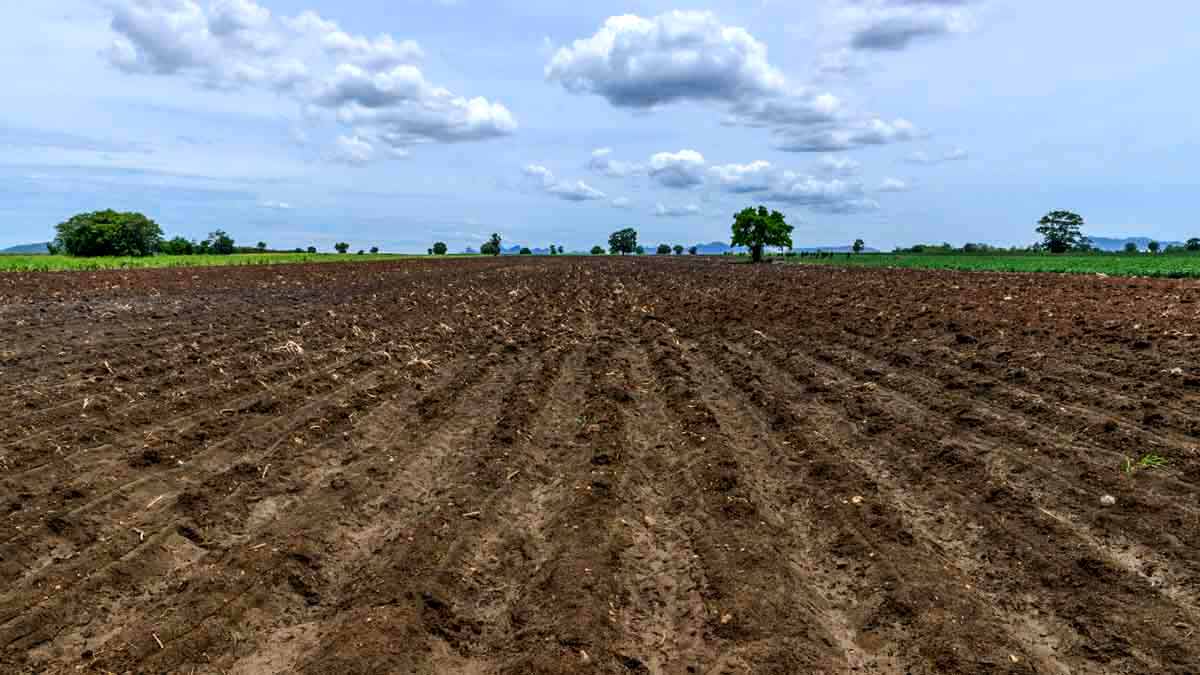 Soil Preparation - Sun Valley Maple