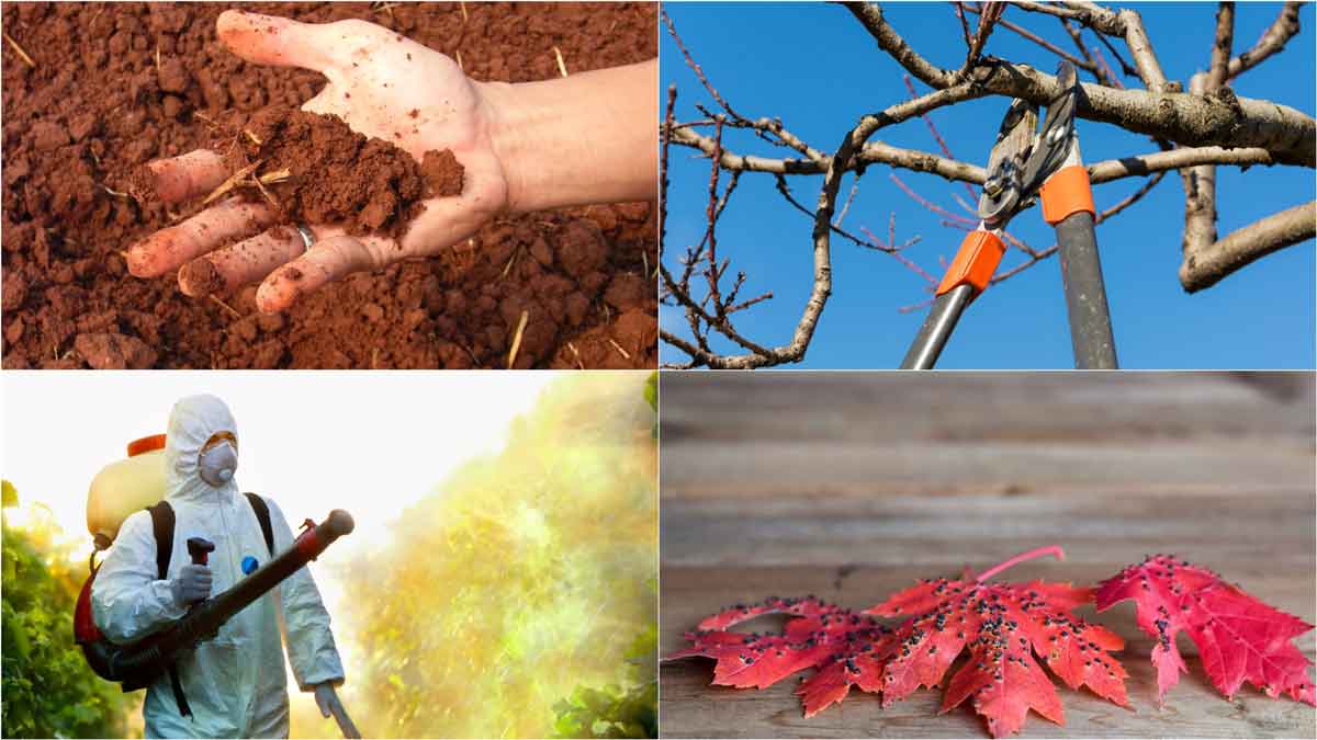 Pruning Technique, Moist Soil, Pest Resistance, Pest Disease - Sun Valley Maple