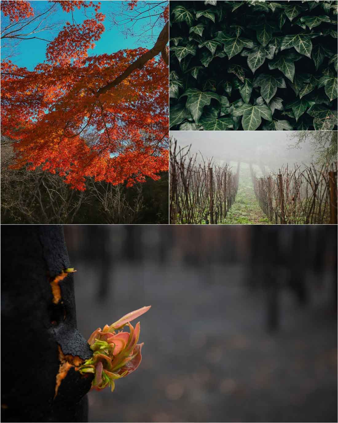 Tree Entering Dormancy, New Growth, Maple in Autumn - Sun Valley Maple