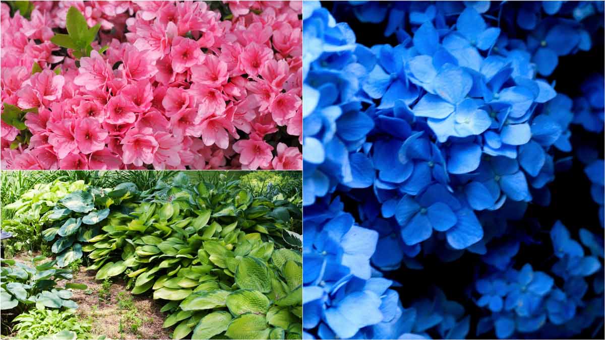 Azaleas, Hydrangeas - Sun Valley Maple