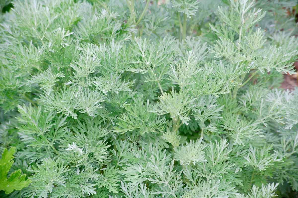 Foliage of Artemisia- Artemisia Powis Castle