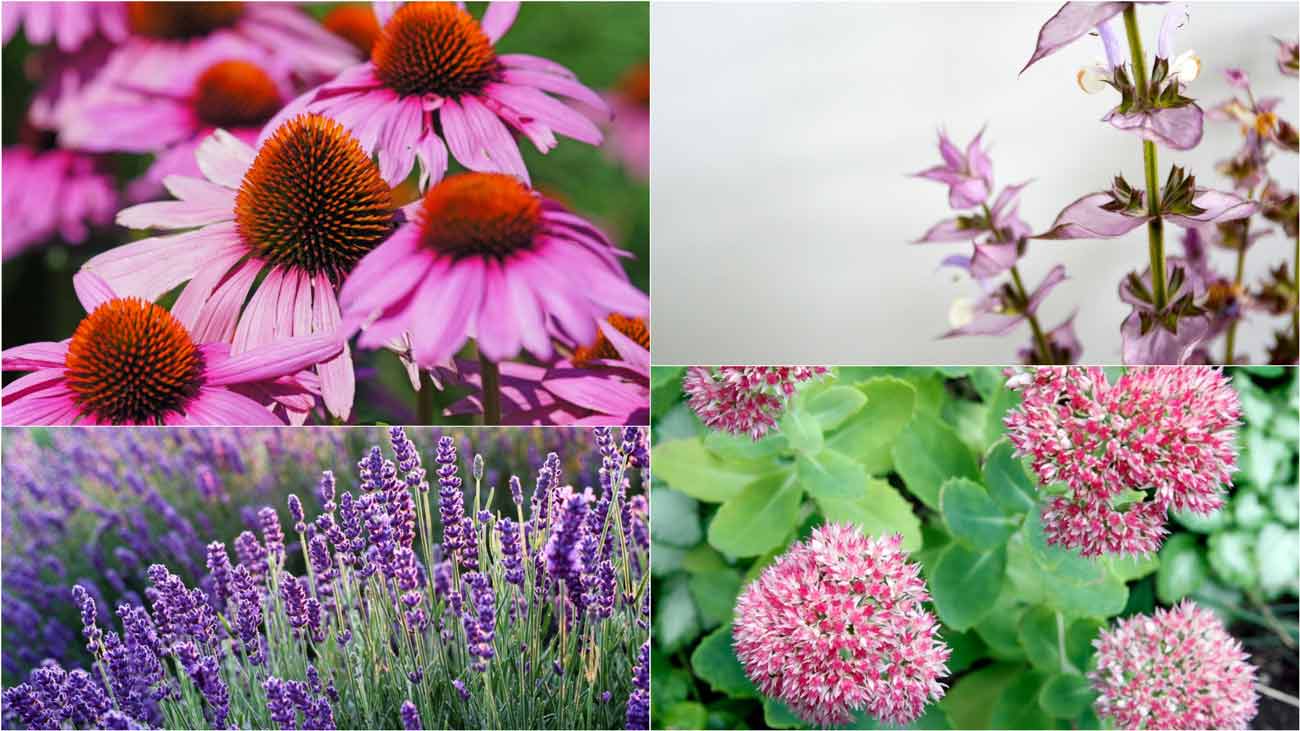 Lavender, Salvia, Sedum & Echinacea - Artemisia Powis Castle